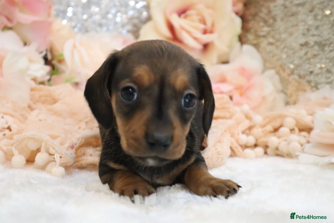 Miniature Dachshund dogs for sale: KC Registered Miniature Dachshund Puppies - Image 21