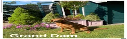 Labrador Retriever dogs for sale: *READY NOW* Stunning KC girls, tested&many FTCH/Ws - Advert 27