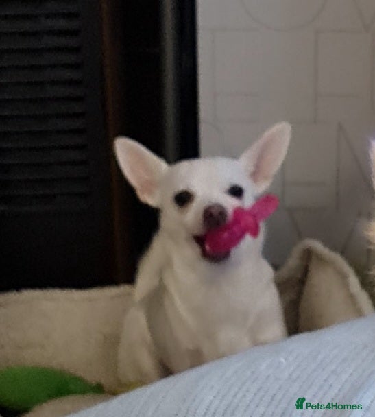 Chihuahua dogs Rehoming with VERY heavy Heart - Advert 3