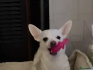 Chihuahua dogs Rehoming with VERY heavy Heart - Advert 3