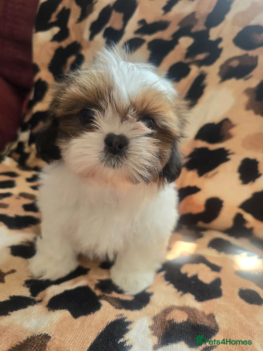 Shih Tzu dogs for sale: 4 shit tzu puppy's  - Advert 2