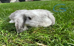 Mini Lop rabbits for sale: Mini Lop Male and Female Rabbits For Sale  - Image 4