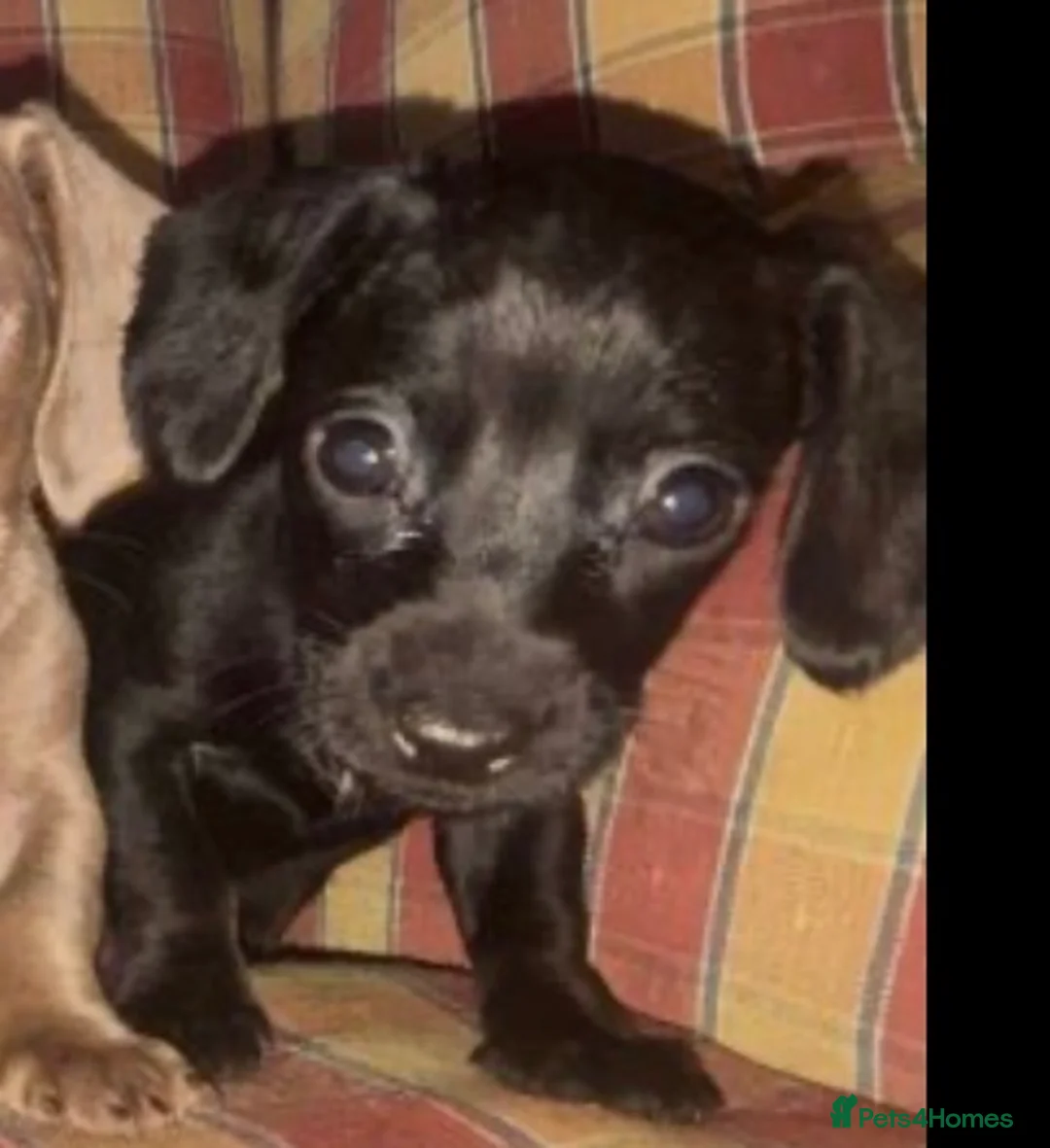 Dachshund dogs for sale: beautiful female pup for sale  - Advert 3