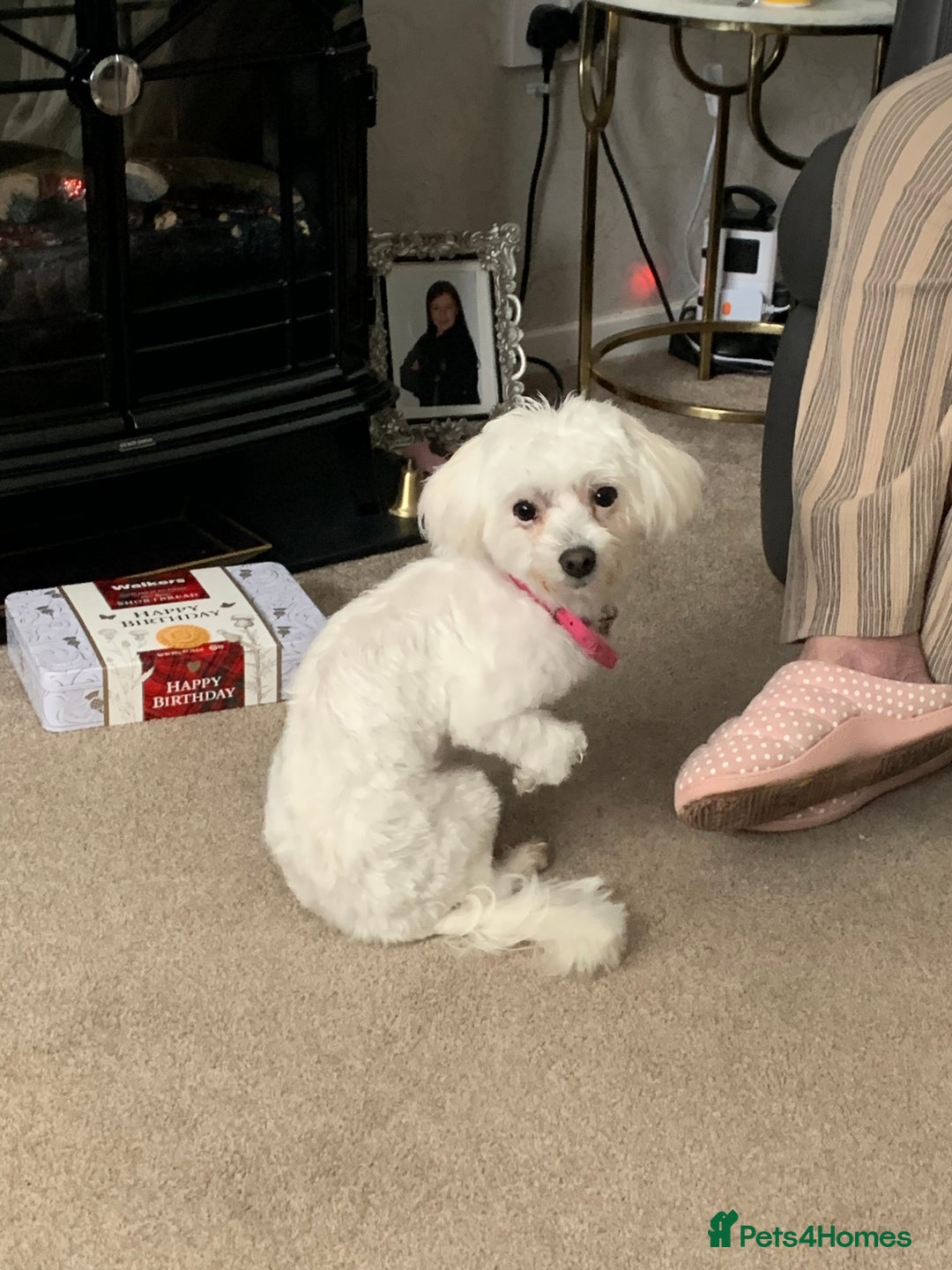 Maltese dogs for sale: Cindy - Advert 3