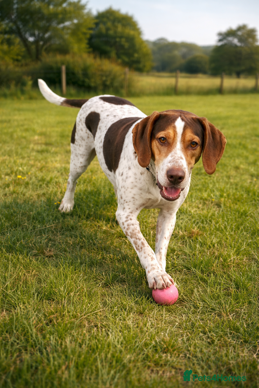 Mixed Breed dogs for adoption: 💔 BEN NEEDS A TRUE FOREVER HOME  💔  - Advert 1
