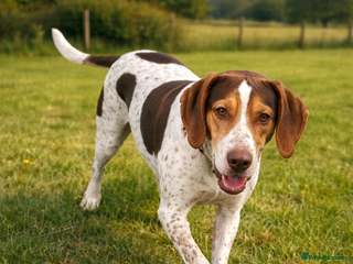 Mixed Breed dogs 💔 BEN NEEDS A TRUE FOREVER HOME 💔 - Advert 6