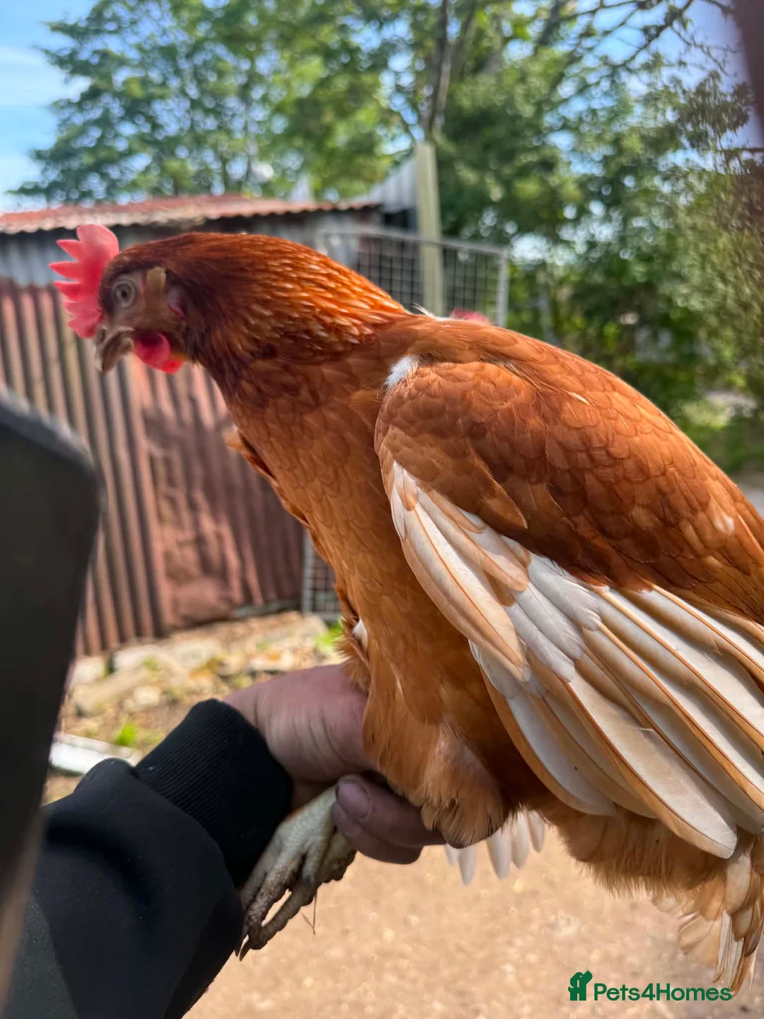 Chickens poultry for sale: Warren chickens 24 weeks old - Advert 3