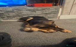 Shepsky dogs for sale: Beautiful shepsky - Image 12