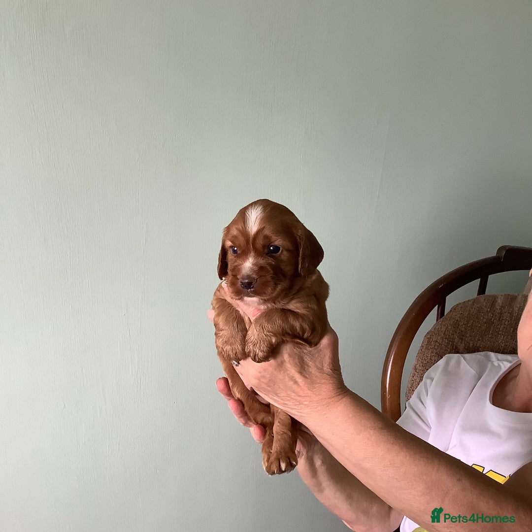 Cocker Spaniel dogs for sale: For sale 1 male working cocker spaniel - Image 1