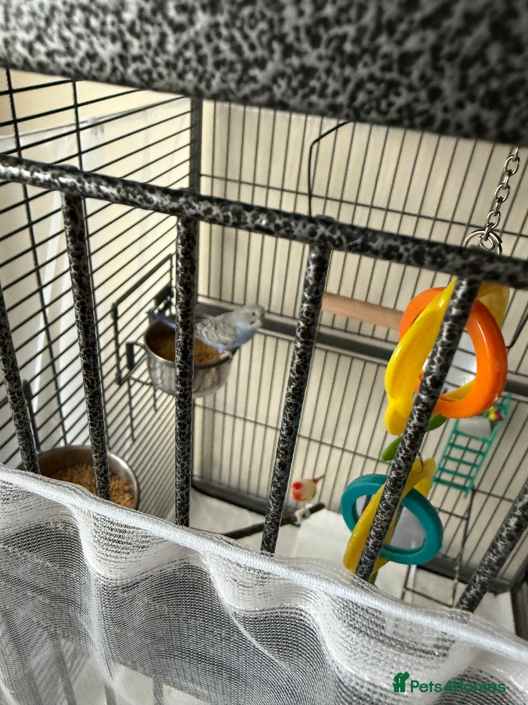 Budgerigars birds for sale: 3 male budgies and cage set up  - Advert 5