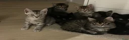 Mixed Breed cats for sale: 6x Part bengal/long haired kittens  - Advert 8