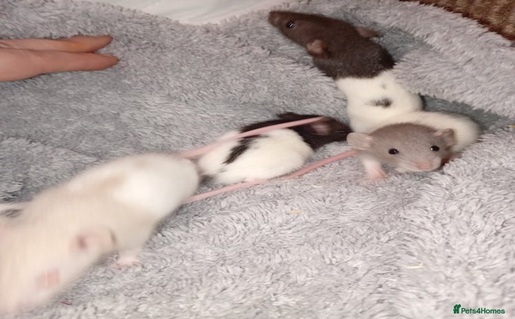 Rat rodents - Advert 4