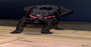 Mixed Breed dogs - Advert 9