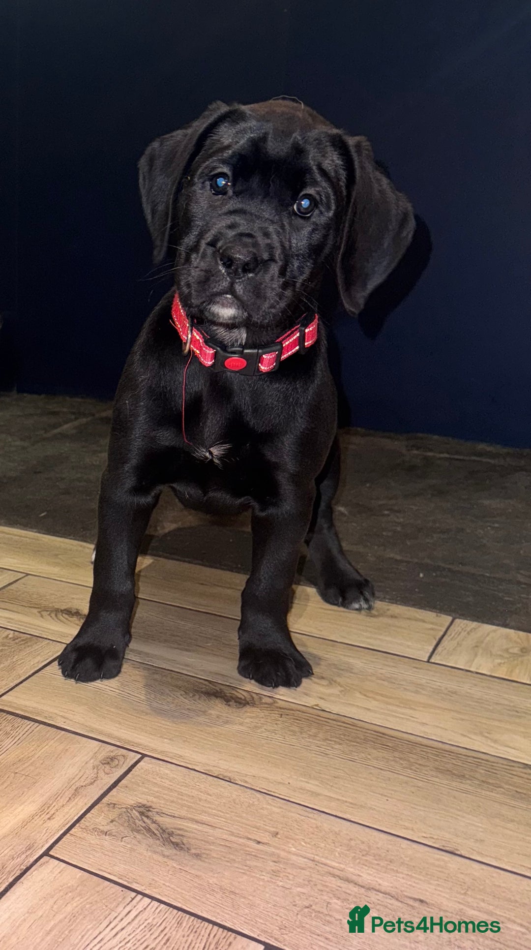 Mixed Breed dogs for sale: Boxador puppies for sale  - Image 3