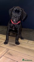 Mixed Breed dogs - Advert 1