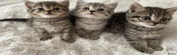 British Shorthair cats for sale: British short hair x exotic shorthair  - Advert 9