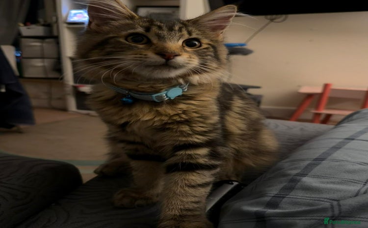 Maine Coon cats - Advert 4