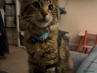 Maine Coon cats - Advert 27