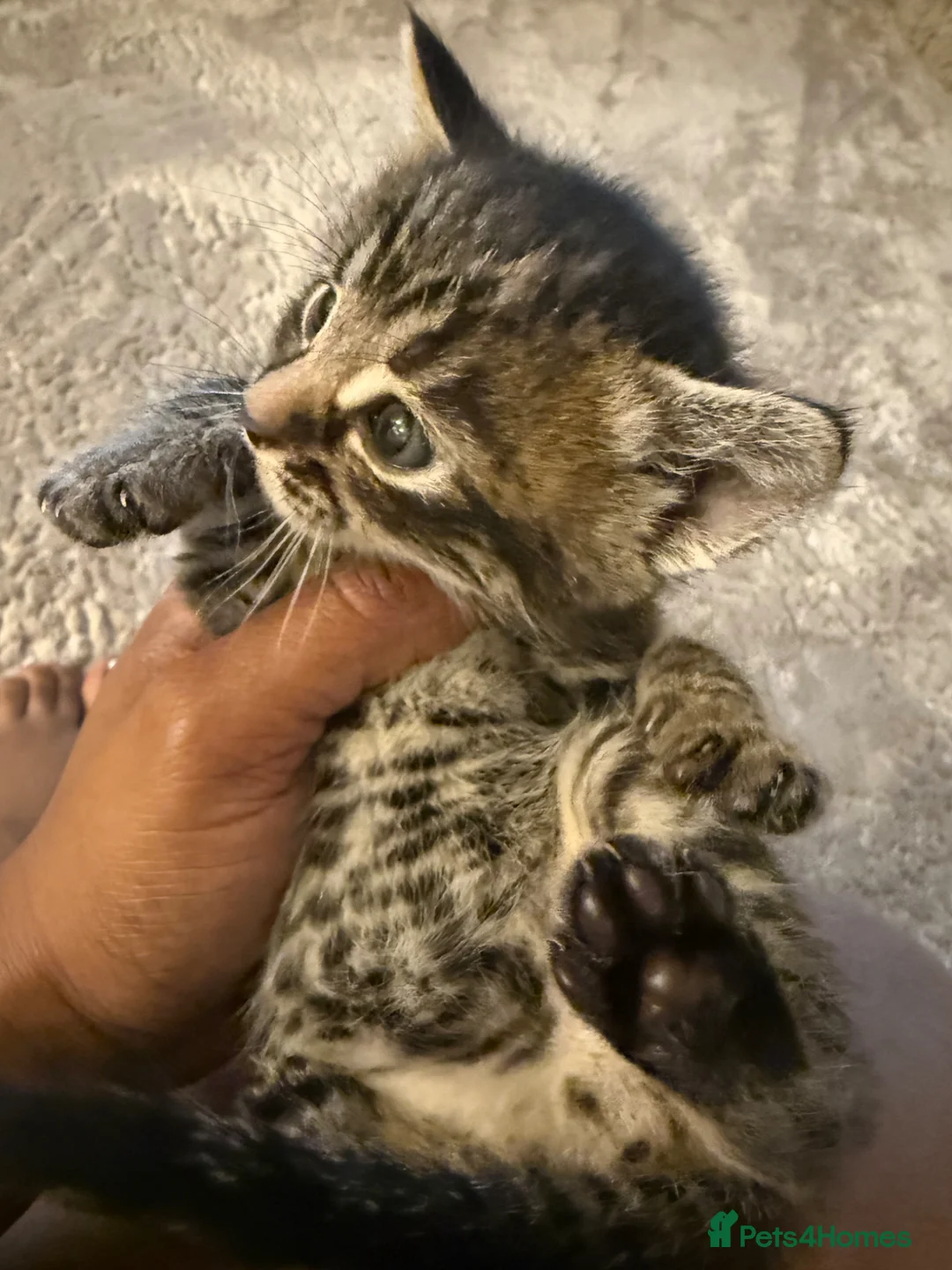 Mixed Breed cats for sale: Tiny Paws, Big Love – Meet Your New Best Friend! in Coulsdon - Advert 2