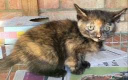 Mixed Breed cats for sale: Beautiful coloured kittens - Image 1