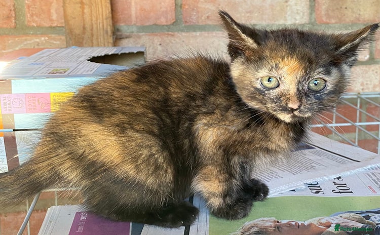 Mixed Breed cats - Advert 6