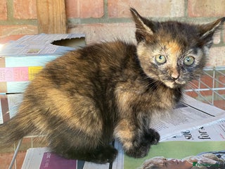 Mixed Breed cats - Advert 25