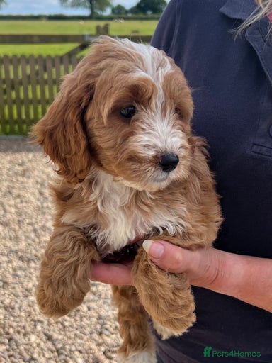 Gallery Image {{count}}