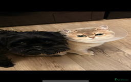 British Shorthair cats for sale: Beautiful Cat Looking for a New Home  - Image 1