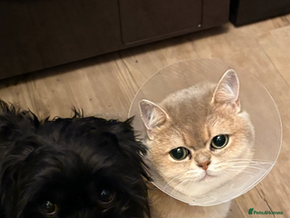 British Shorthair cats - Advert 23