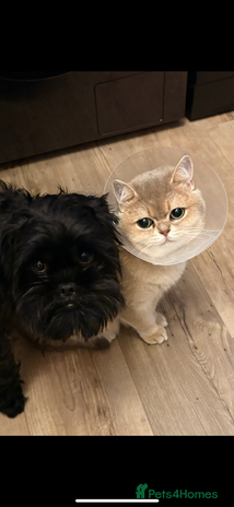 British Shorthair cats - Advert 14