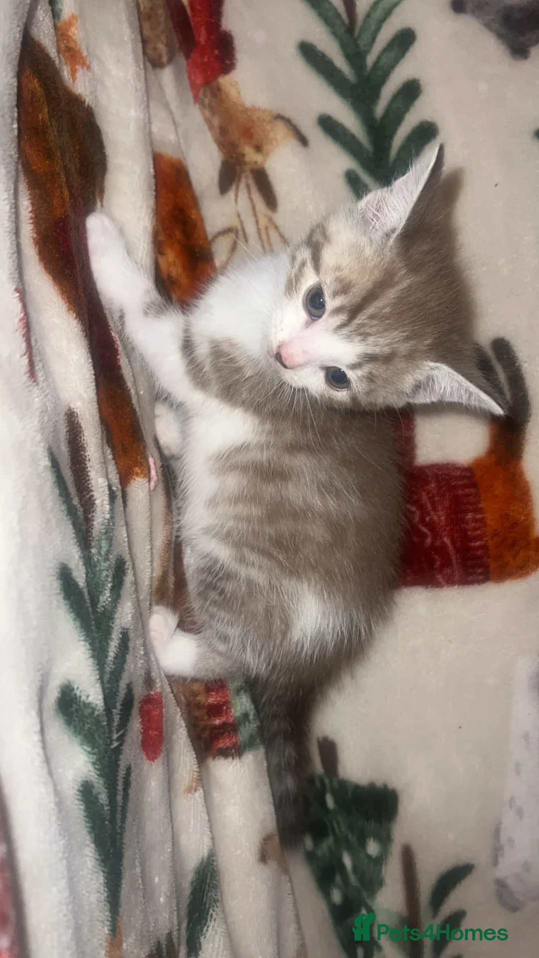 Mixed Breed cats for sale: 4 gorgeous kittens in Saxmundham - Advert 2