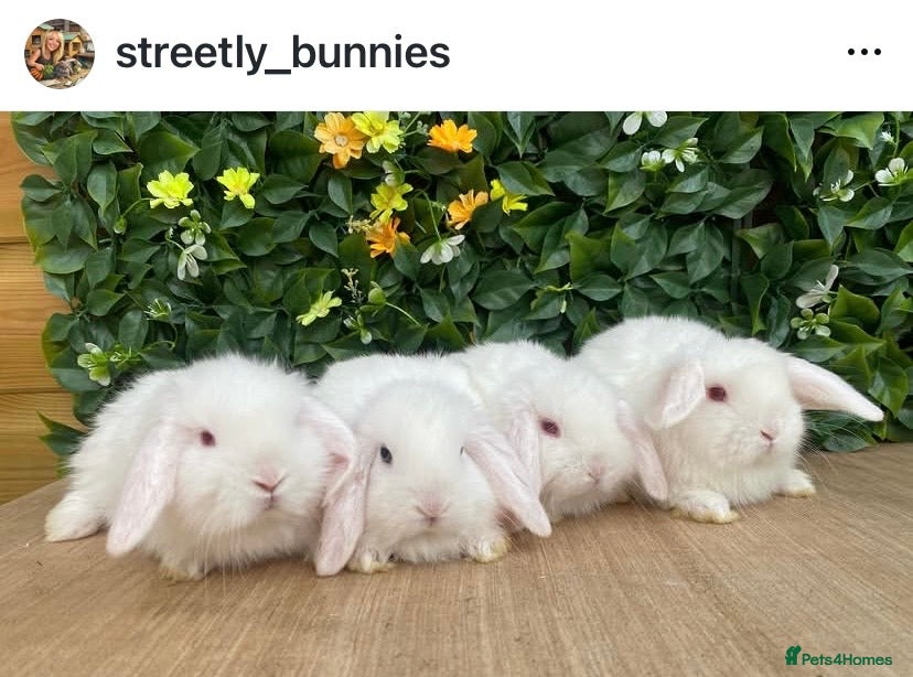 Mini Lop rabbits Mini lops Est since 2014  - Advert 1