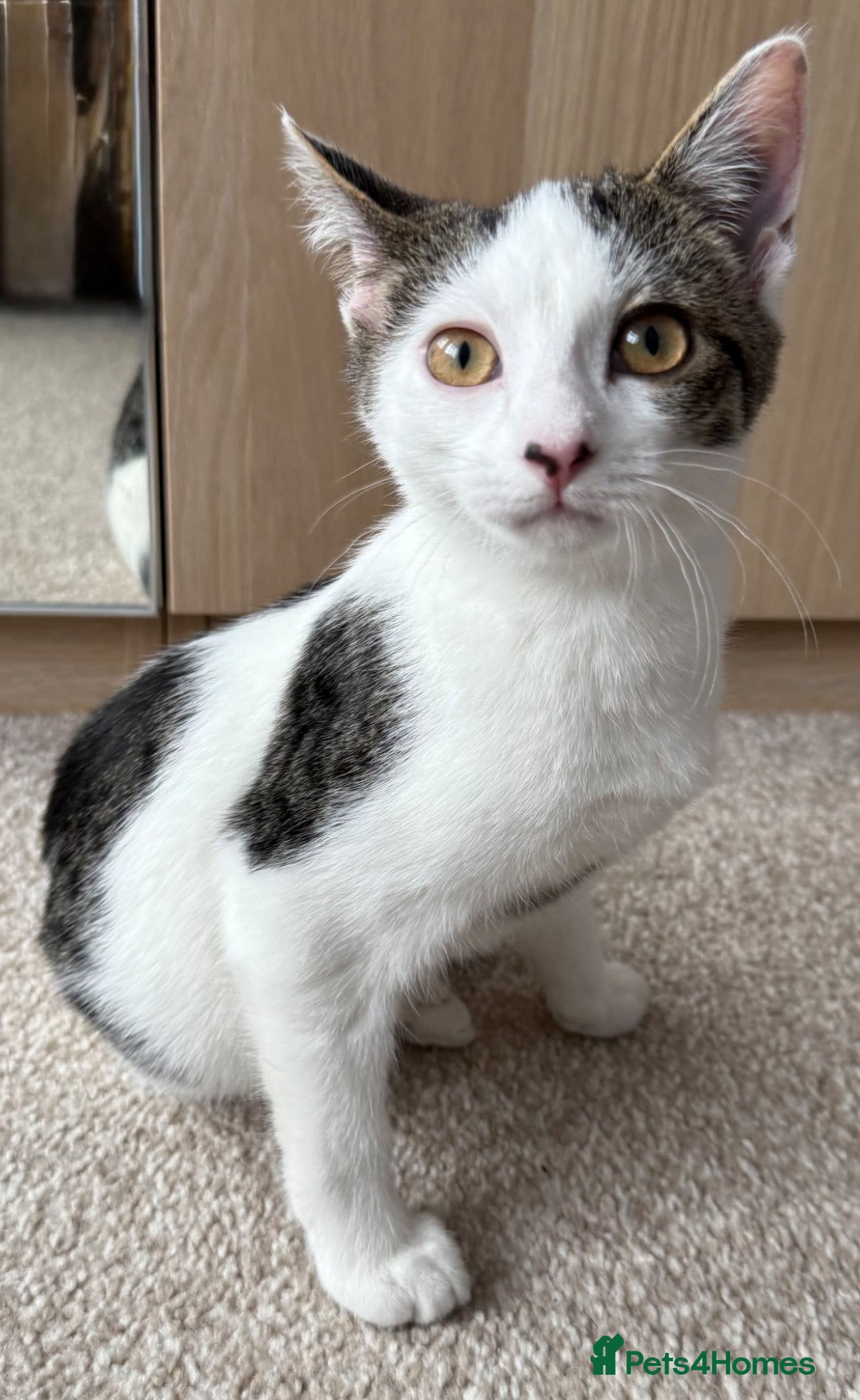 Mixed Breed cats White and Grey Tabby mixed.  - Advert 1