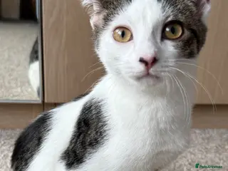 Mixed Breed cats White and Grey Tabby mixed. - Advert 1