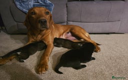 Mixed Breed dogs for sale: STUNNING LITTER SIBERIAN HUSKY x RED FOX LABRADOR - Advert 4