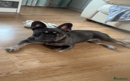 French Bulldog dogs for sale: Female blue French bull dog - Image 2