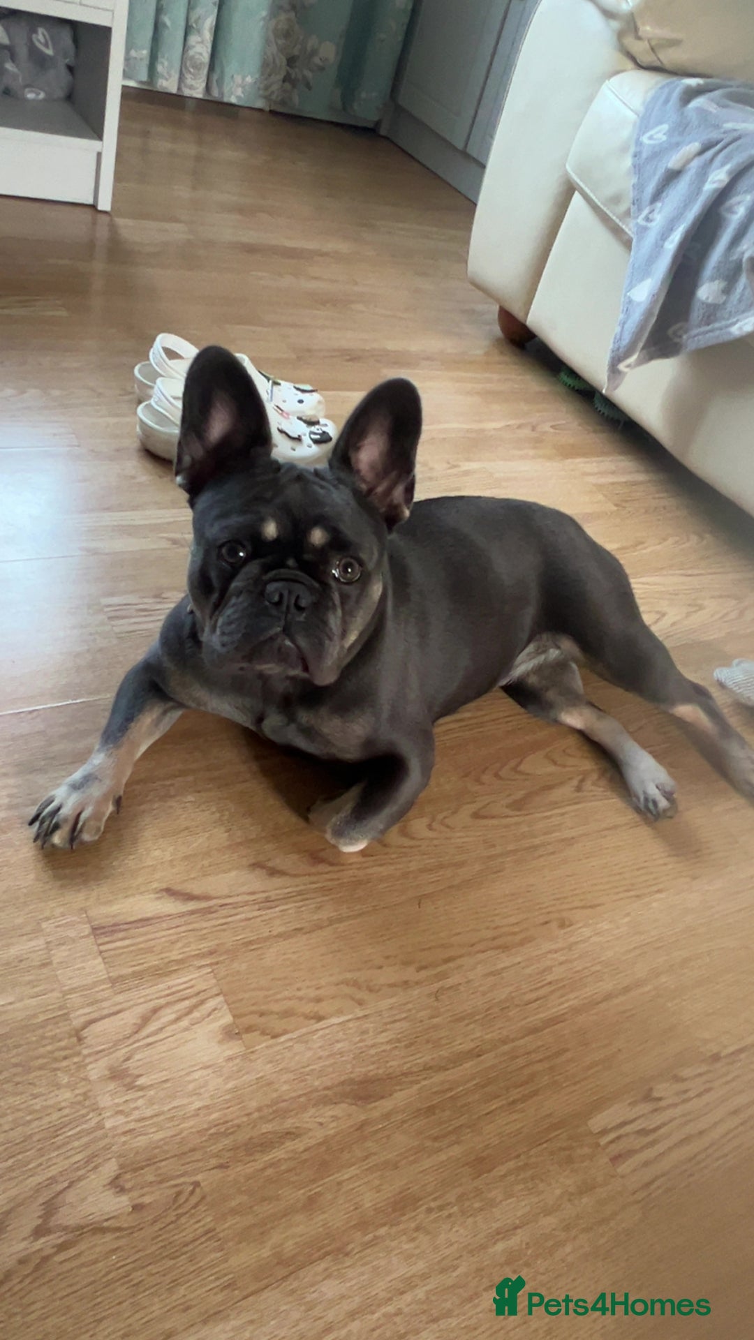French Bulldog dogs for sale: Female blue French bull dog - Image 2
