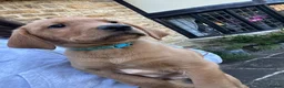 Labrador Retriever dogs for sale: ⭐️READY TO LEAVE NOW kcregistered Labrador puppies - Advert 11