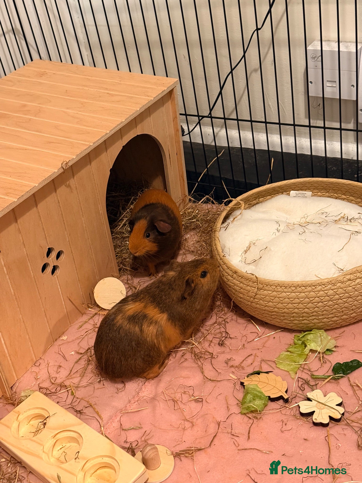 Guinea Pig rodents 2x Female Bonded Guinea Pigs - Advert 2