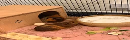 Guinea Pig rodents for sale: 2x Female Bonded Guinea Pigs in Redhill - Advert 1