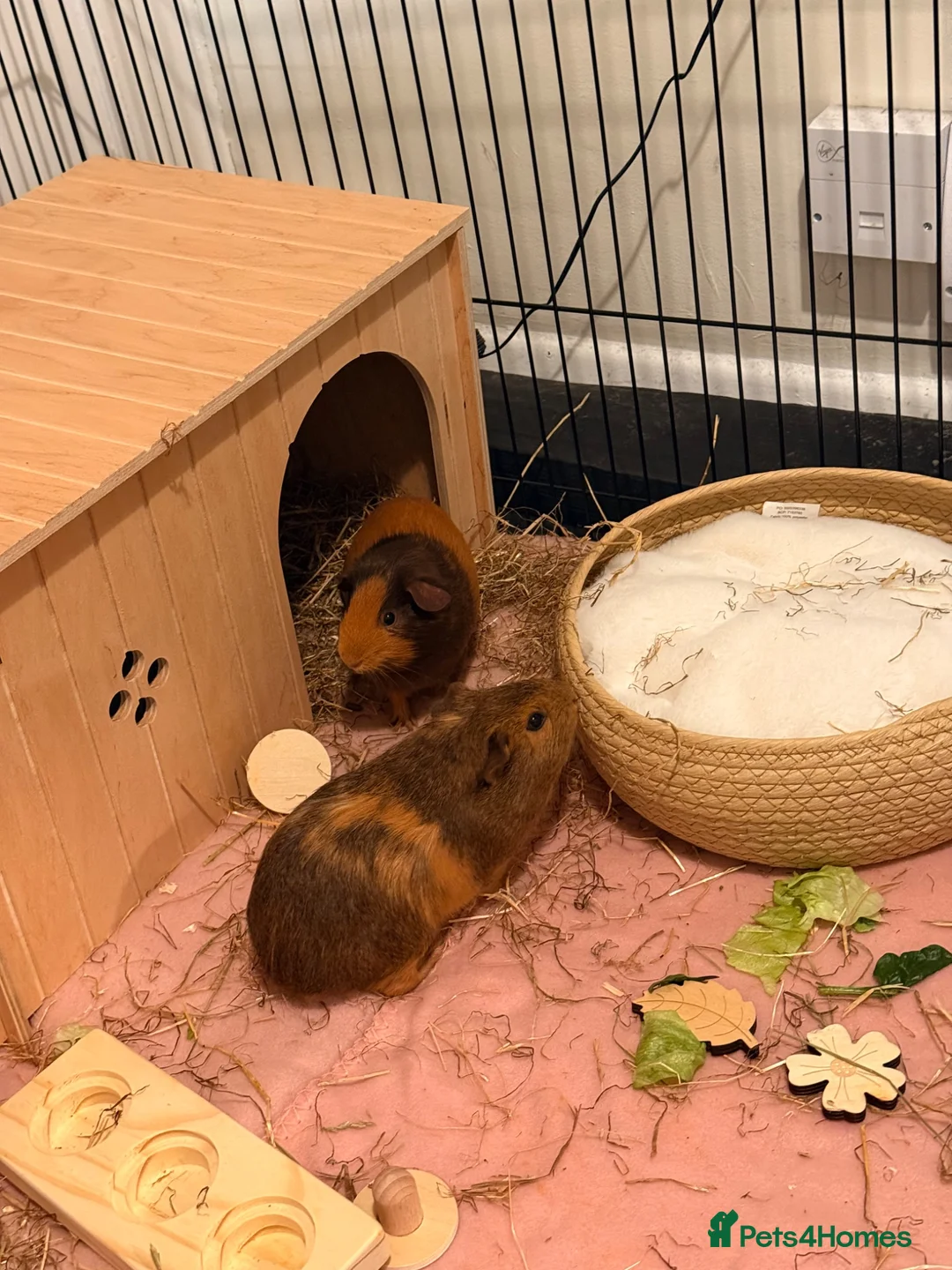 Guinea Pig rodents for sale: 2x Female Bonded Guinea Pigs in Redhill - Advert 1