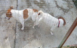 Jack Russell dogs for stud: proven small jackrussell boy for stud only  in Sheerness - Image 4