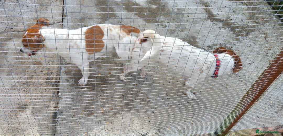 Jack Russell dogs for stud: proven small jackrussell boy for stud only  in Sheerness - Image 4