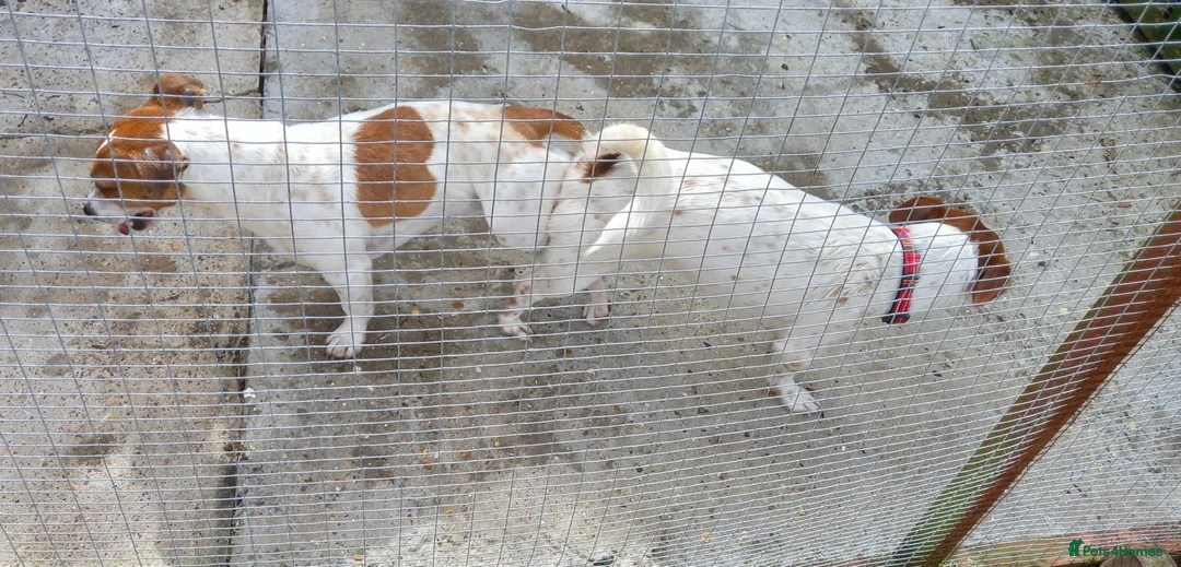 Jack Russell dogs for stud: proven small jackrussell boy for stud only  in Sheerness - Advert 4