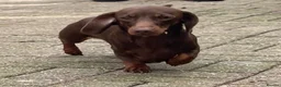 Miniature Dachshund dogs for stud: Mini Smooth Choc/Tan Male Dachshund (stud only) - Advert 3