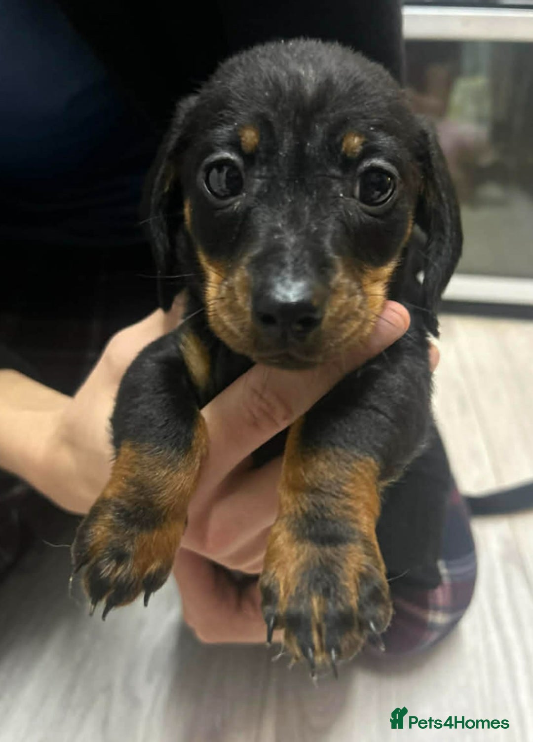 Miniature Dachshund dogs for sale: Beautiful miniature dachshunds - Advert 5