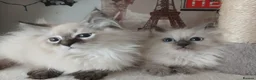 Siberian cats for sale: Beautiful Siberian kittens  in Wigan - Advert 9