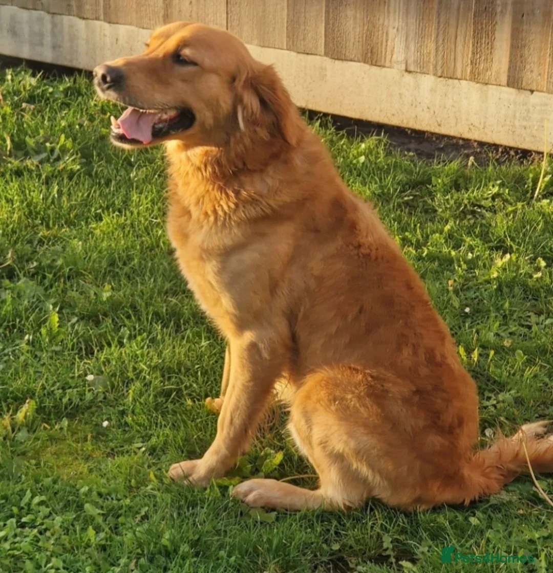 Mixed Breed dogs for sale: 💛 beautiful Golden Nova puppies for sale 💛 - Advert 12