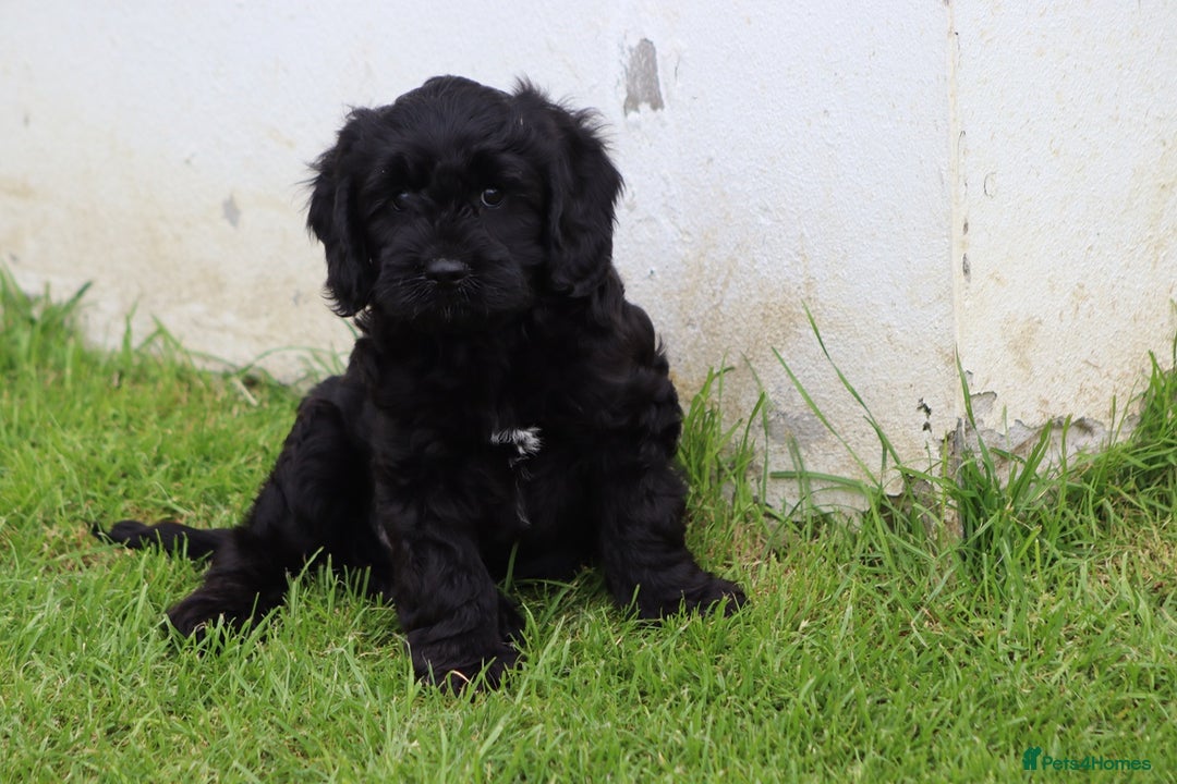 Cavapoo dogs for sale: Beautiful Cavapoo puppies for sale - Image 20