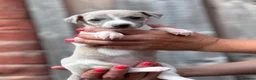 Whippet dogs for sale: Beautiful chunky KC blue fawn brindle whippet pups in Market Harborough - Advert 35